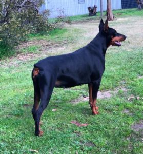 Puma Dei Dohse dobermann.