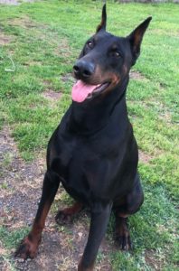 Tarzan Vom Landgraf dobermann.