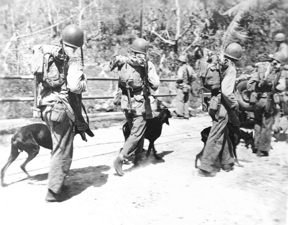 Dobermanns and US soldiers walking.