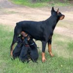 Puma Dei Dohse dobermann with puppies.