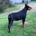 Puma Dei Dohse dobermann.