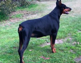 Puma Dei Dohse dobermann.