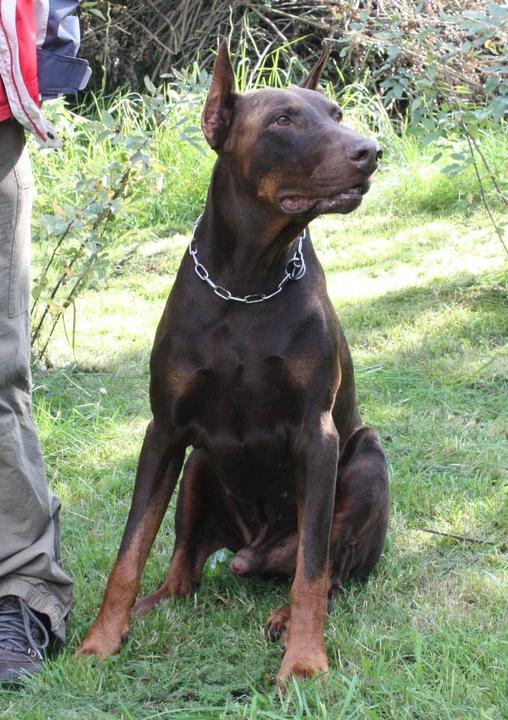 Von sales liston dobermans