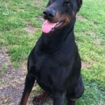 Tarzan Vom Landgraf dobermann.