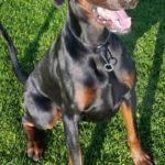 Blake, a tan and black coloured doberman.