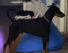 Zeus black and tan male doberman for sale.