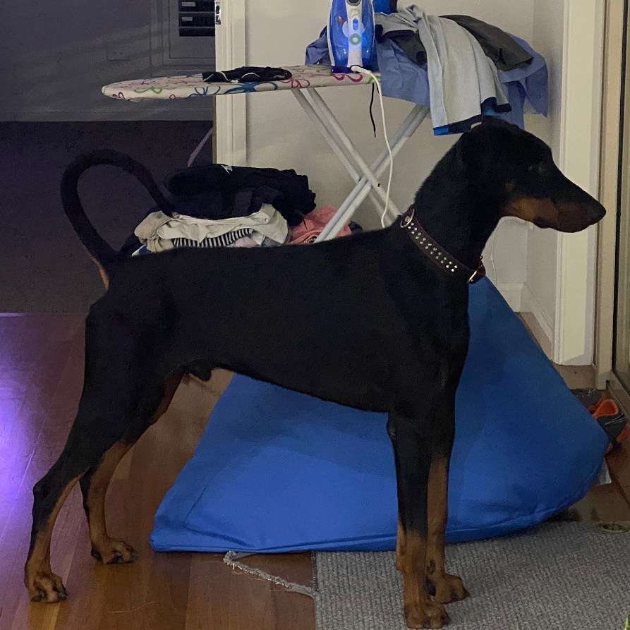 Zeus black and tan male doberman for sale.