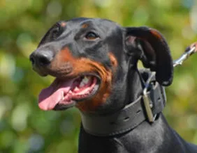 Kaiserhundz Baroness