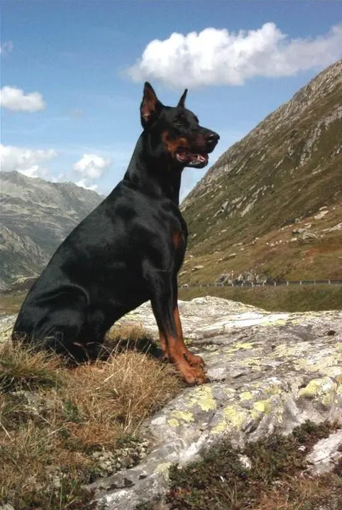 Balou-Vom-Ferrenberg