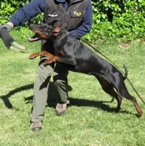 Shadow: Black & Tan Female Doberman