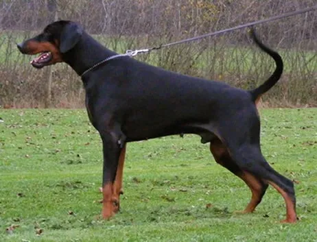 Zamu Les Deux Peupliers