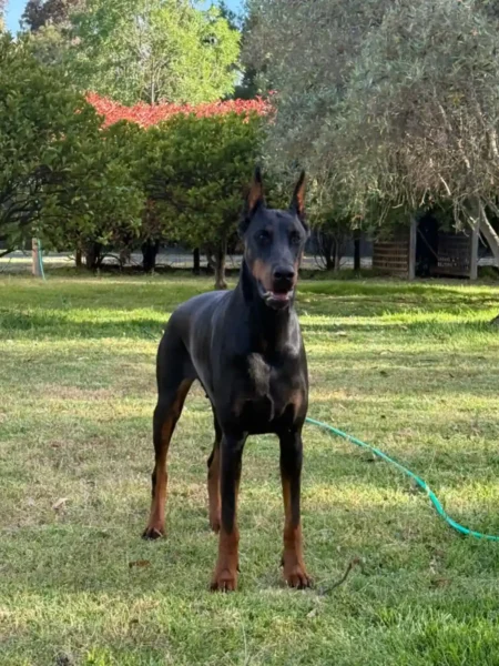 converted_Ruby-di-Qualitano