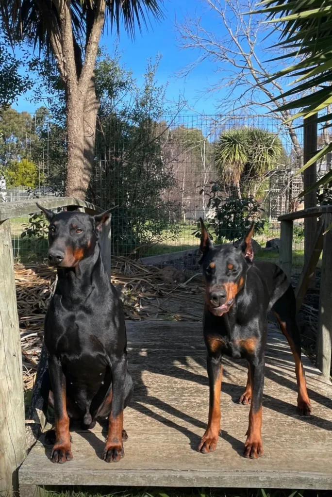 Tarzan Vom Landgraf - Imported Male Dobermann stud Australia