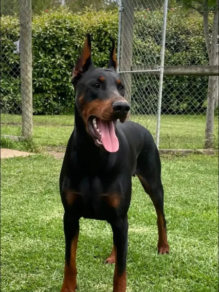 female-dobermann