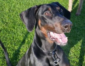 Blake, a tan and black coloured doberman.