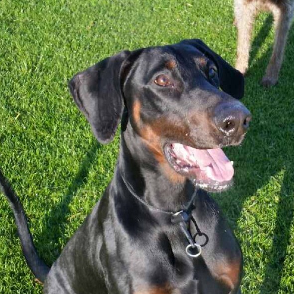 Blake, a tan and black coloured doberman.