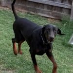 Blake male doberman moving.