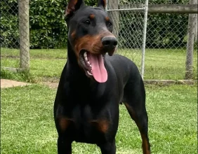 female-dobermann